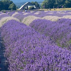 Meet your Posher, OkinawaLatte11